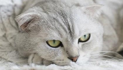 九游APP官网-长传长射：场上那些令人震惊的远距离奇迹，长传集锦