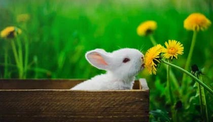 九游APP官网-长传长射：场上那些令人震惊的远距离奇迹，长传集锦